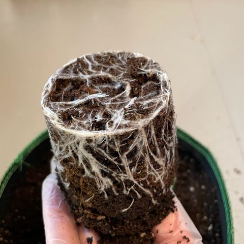 Diana growlog timeline photo