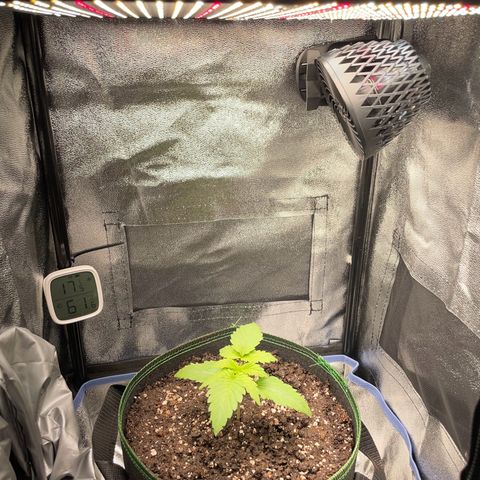 Diana growlog timeline photo