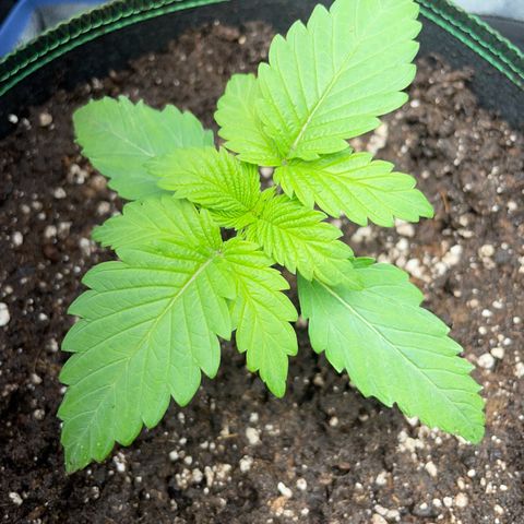 Diana growlog timeline photo