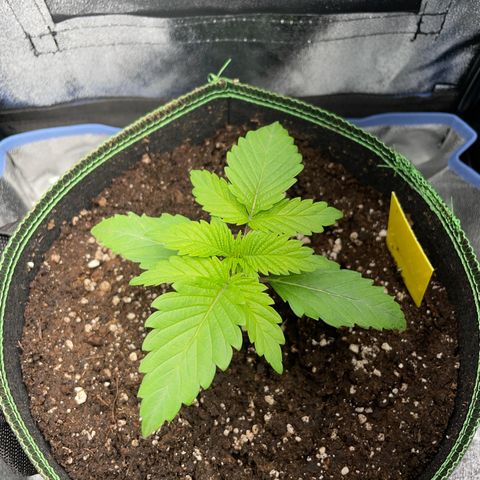Diana growlog timeline photo