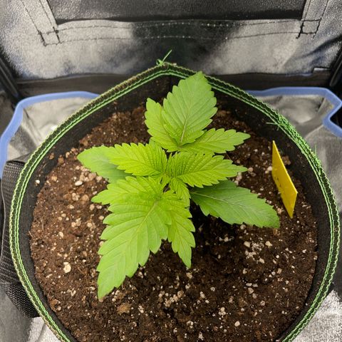 Diana growlog timeline photo