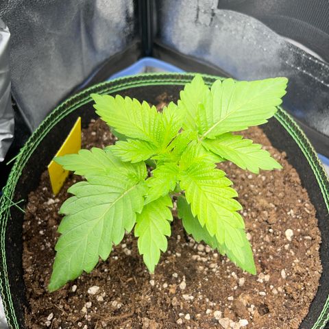 Diana growlog timeline photo