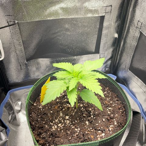 Diana growlog timeline photo