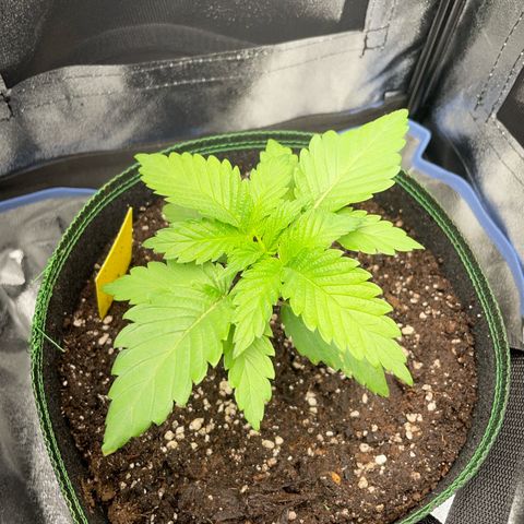 Diana growlog timeline photo