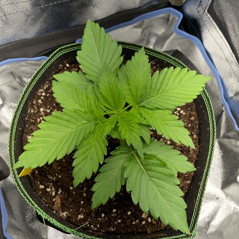 Diana growlog timeline photo