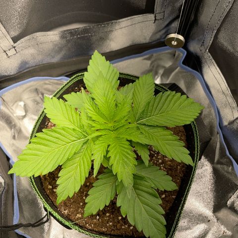 Diana growlog timeline photo