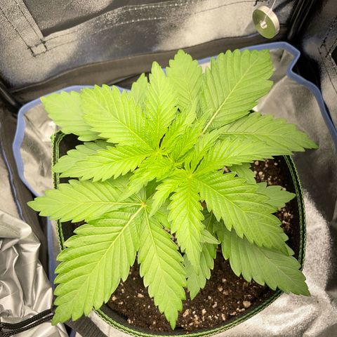 Diana growlog timeline photo