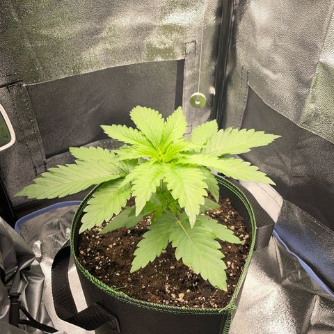 Diana growlog timeline photo