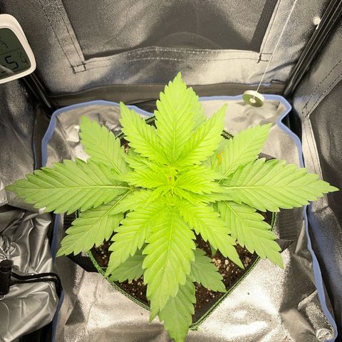 Diana growlog timeline photo