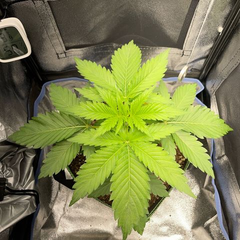 Diana growlog timeline photo