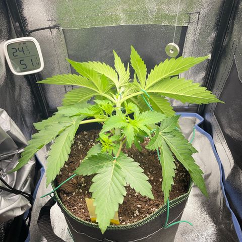 Diana growlog timeline photo