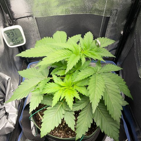 Diana growlog timeline photo