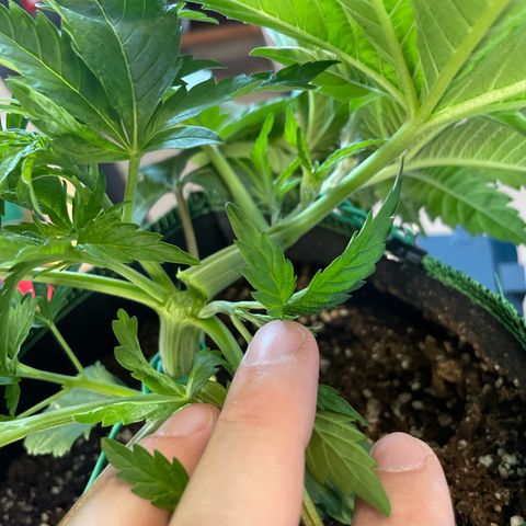 Diana growlog photo: Unabsichtliches supercropping
