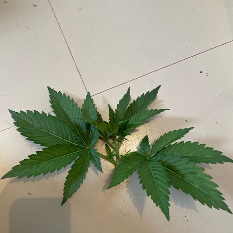 Diana growlog photo: :(