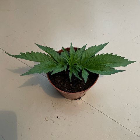 Diana growlog photo: Rettungsversuch als Steckling 