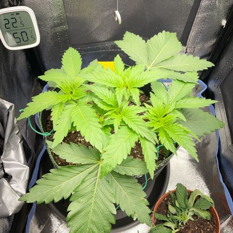 Diana growlog timeline photo