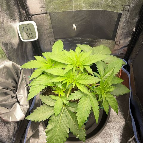 Diana growlog timeline photo