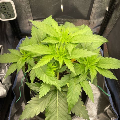 Diana growlog timeline photo