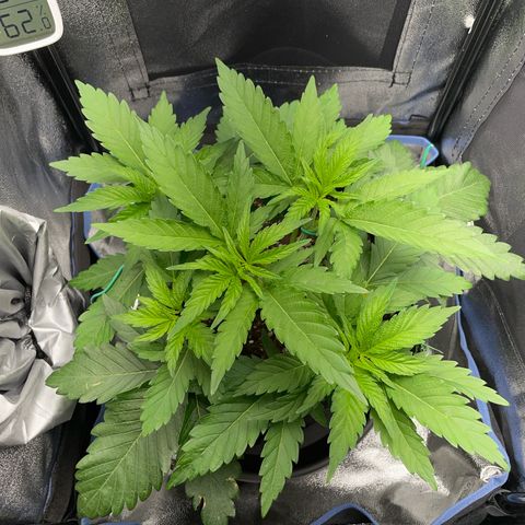 Diana growlog timeline photo