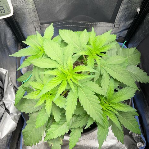 Diana growlog timeline photo