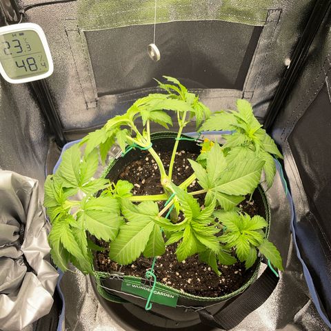 Diana growlog timeline photo