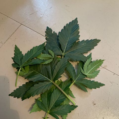 Diana growlog timeline photo