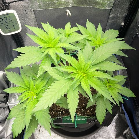 Diana growlog timeline photo