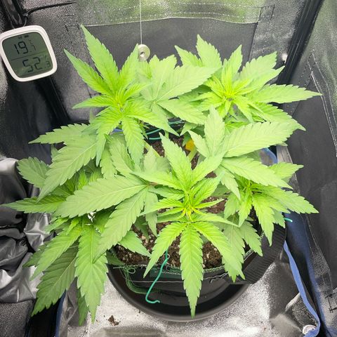 Diana growlog timeline photo
