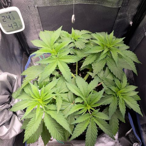 Diana growlog timeline photo
