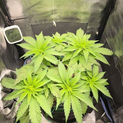 Diana growlog timeline photo