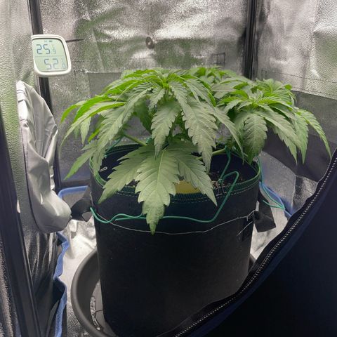 Diana growlog timeline photo