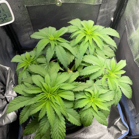 Diana growlog timeline photo