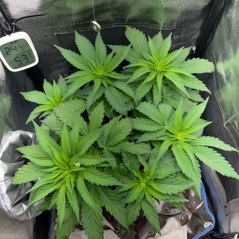 Diana growlog timeline photo
