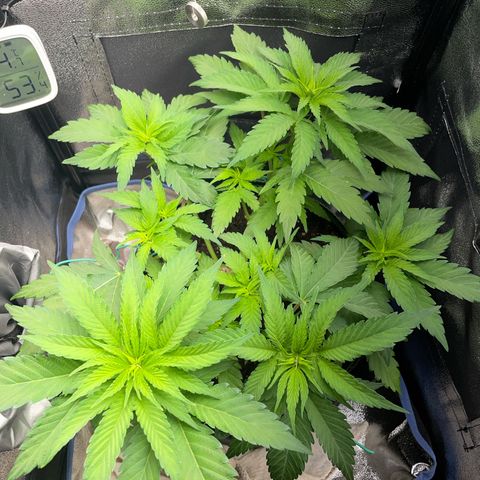 Diana growlog timeline photo