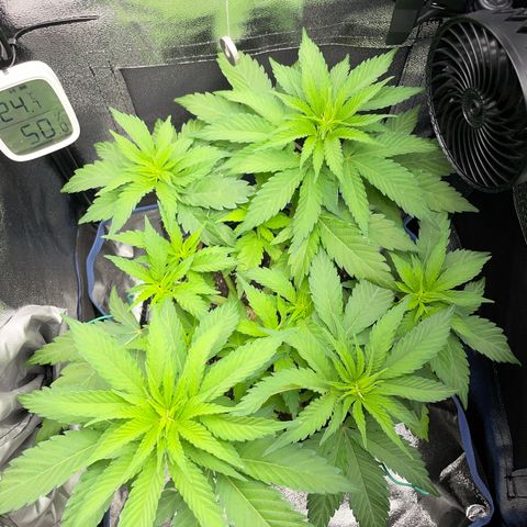 Diana growlog timeline photo