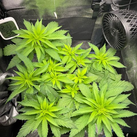 Diana growlog timeline photo