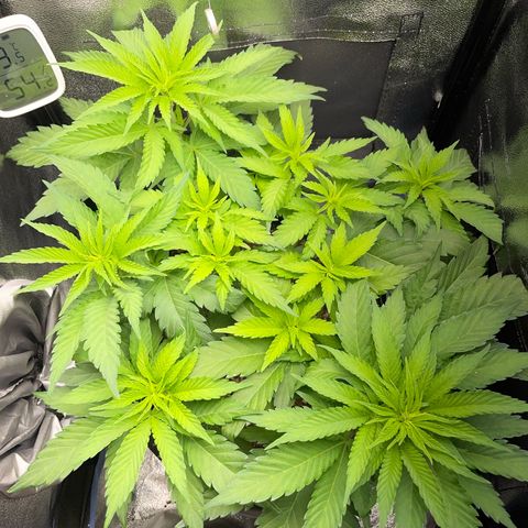 Diana growlog timeline photo