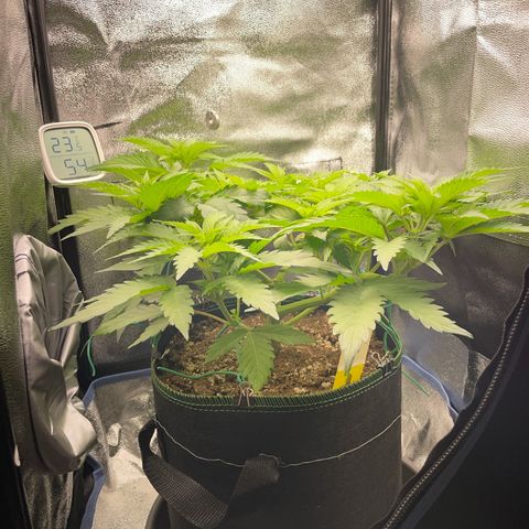 Diana growlog timeline photo