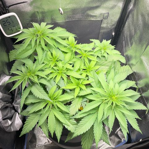 Diana growlog timeline photo
