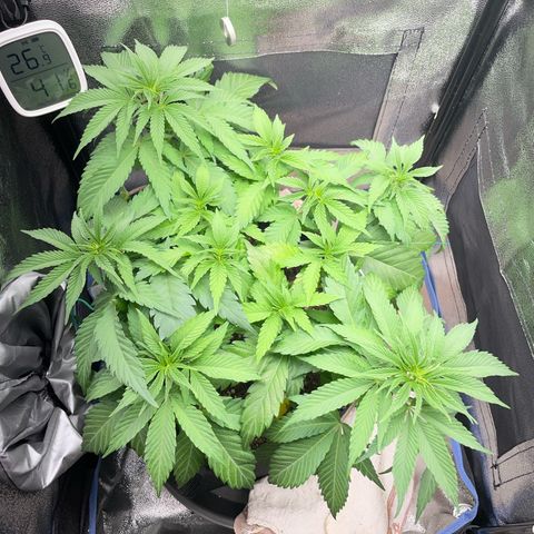 Diana growlog timeline photo