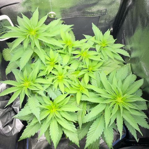 Diana growlog timeline photo