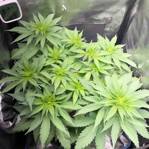 Diana growlog timeline photo