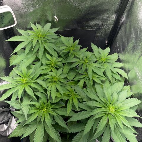 Diana growlog timeline photo