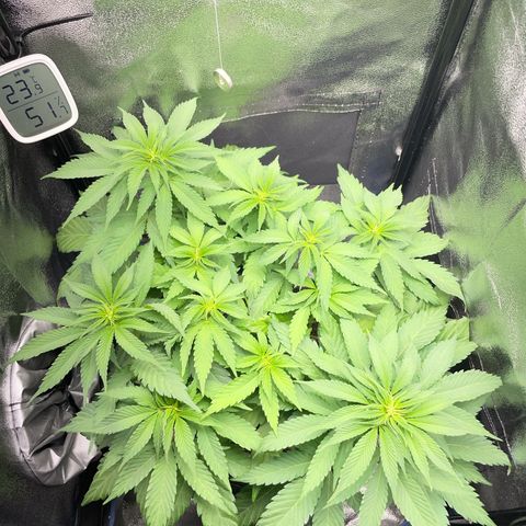 Diana growlog timeline photo