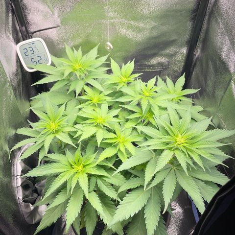 Diana growlog timeline photo