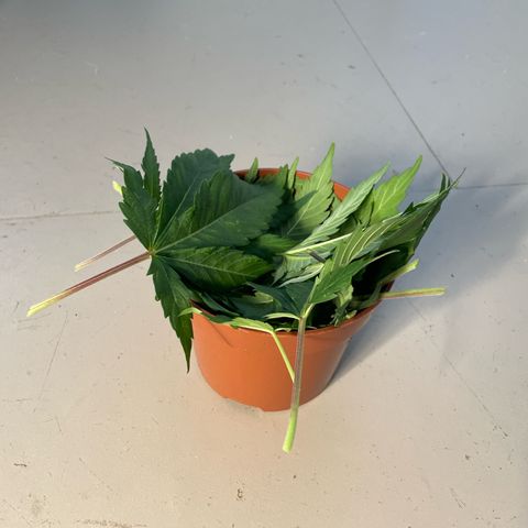 Diana growlog timeline photo