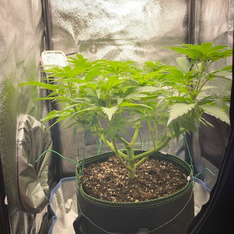 Diana growlog timeline photo