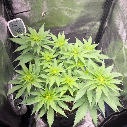 Diana growlog timeline photo