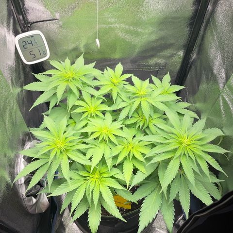 Diana growlog timeline photo