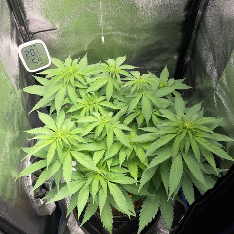 Diana growlog timeline photo